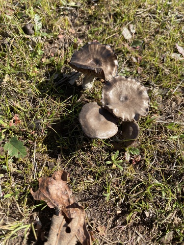 iNaturalist observation photo of Common Lichens