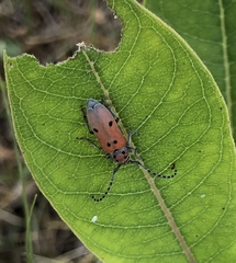 Tetraopes