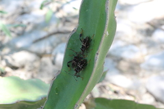 Leptoglossus lineosus