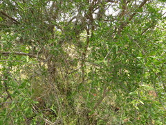 Forestiera phillyreoides