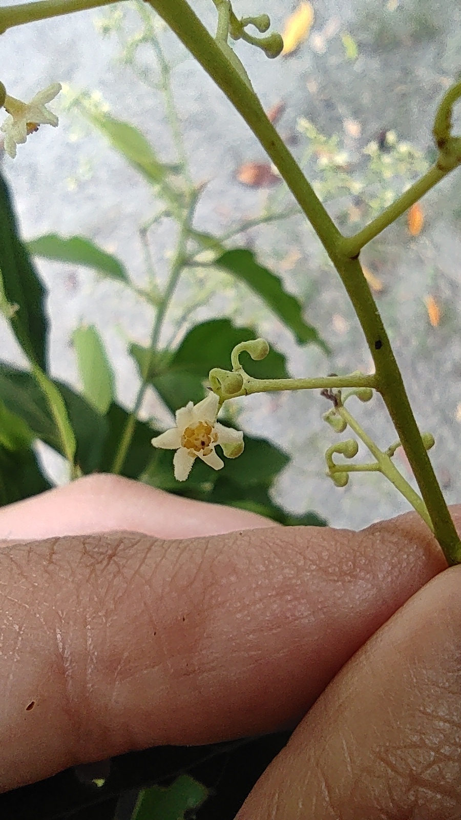 Imagem de Canela-preta