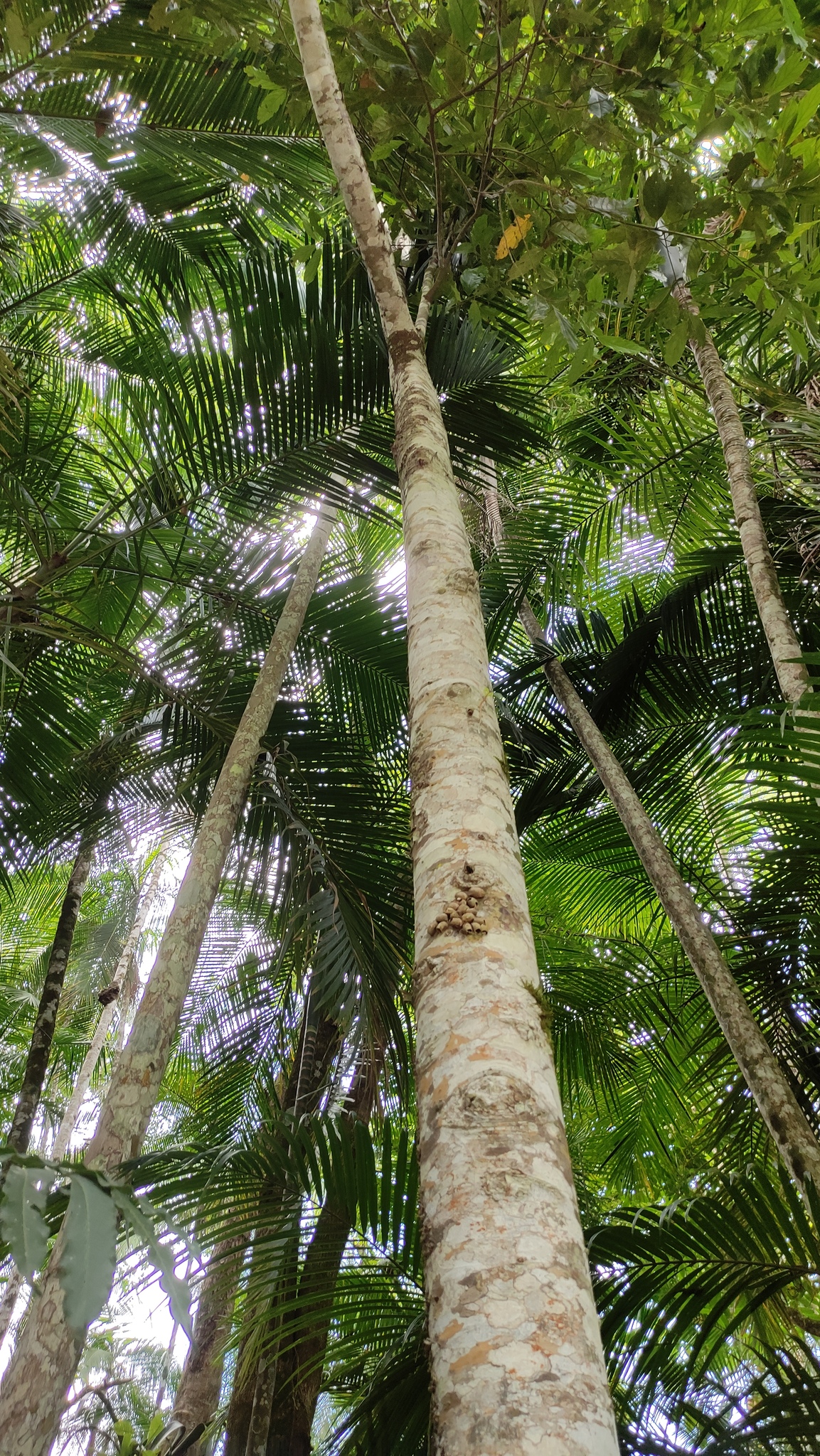 Imagem de Canela-preta