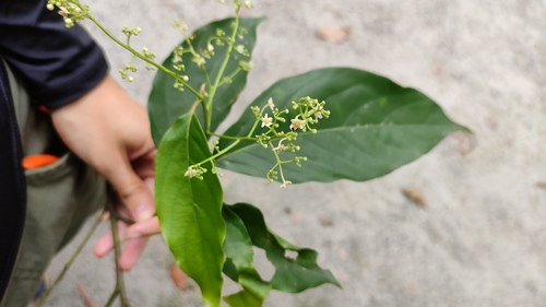 Foto de Canela-preta