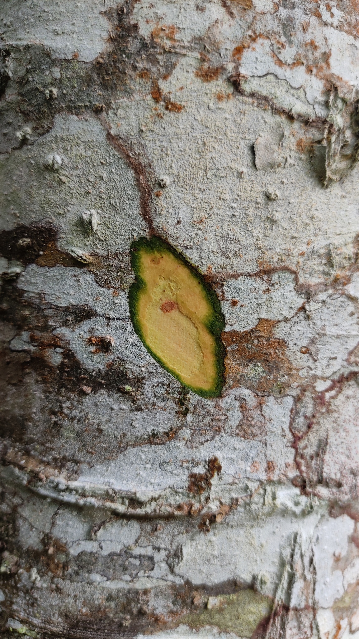 Imagem de Canela-preta