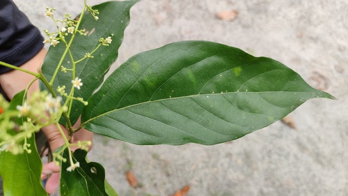 Foto de Canela-preta