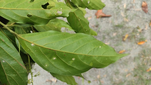 Foto de Canela-preta