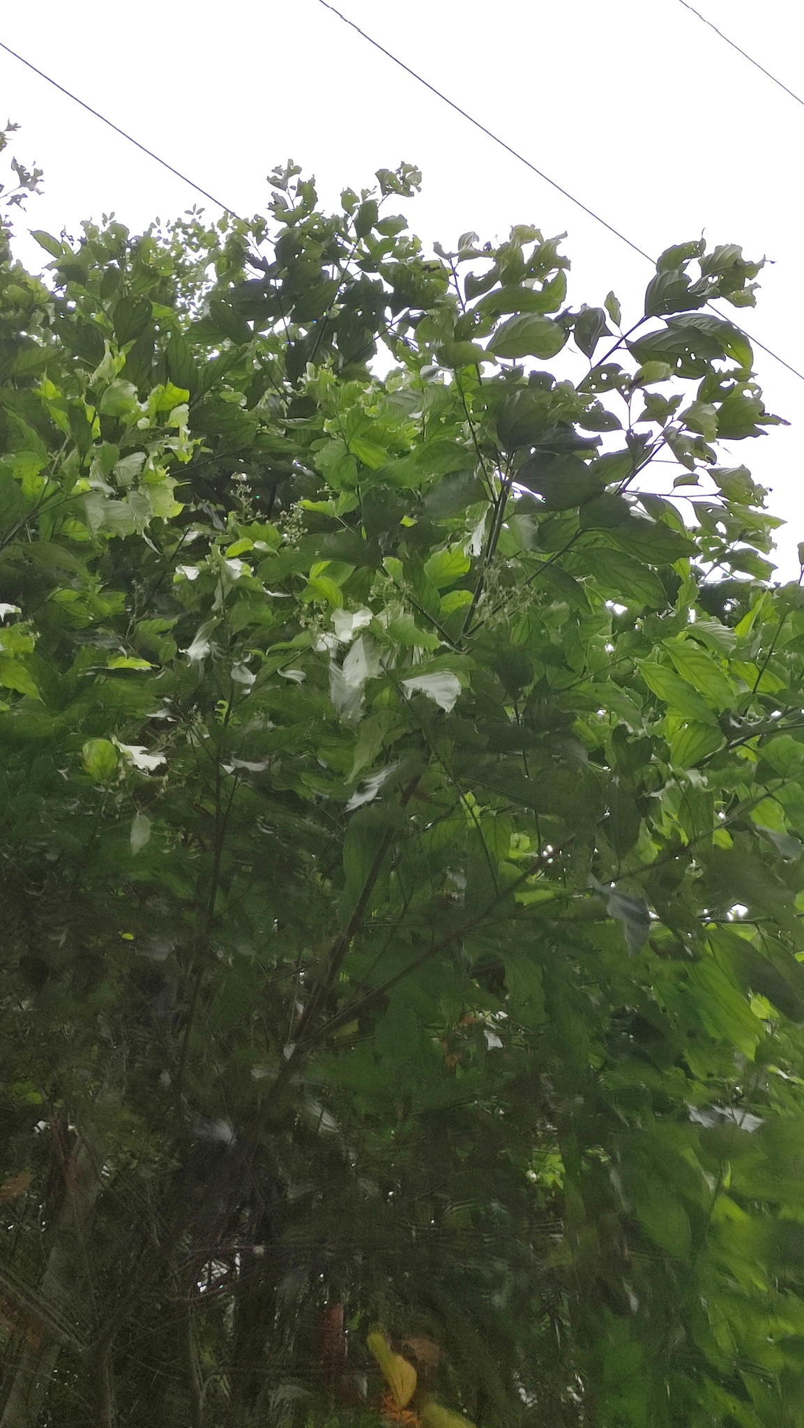 Imagem de Canela-preta