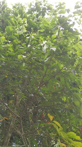 Foto de Canela-preta