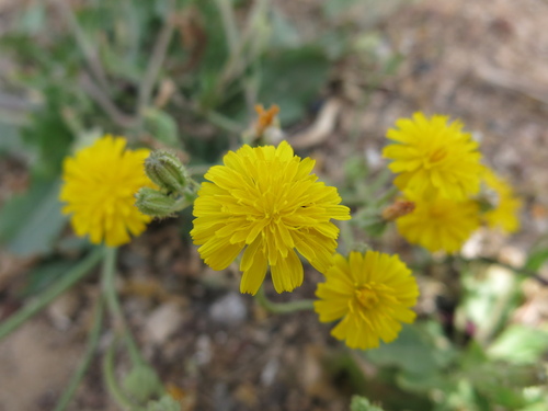Image of Crepis Aculeata (Crepis aculeata) by (c) Nachman bones, some rights reserved (CC BY)