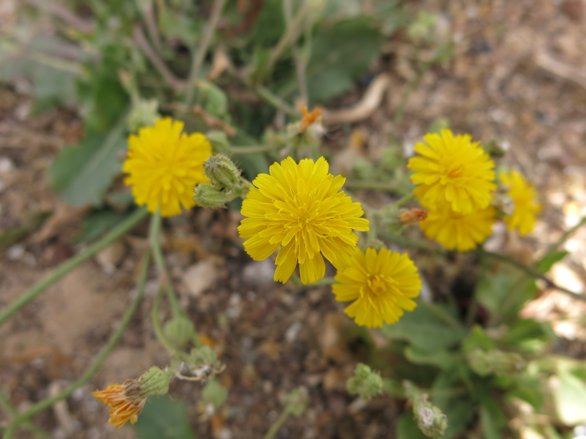 Crepis aculeata