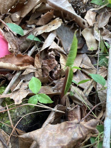 Image of Arisaema acuminatum by no rights reserved