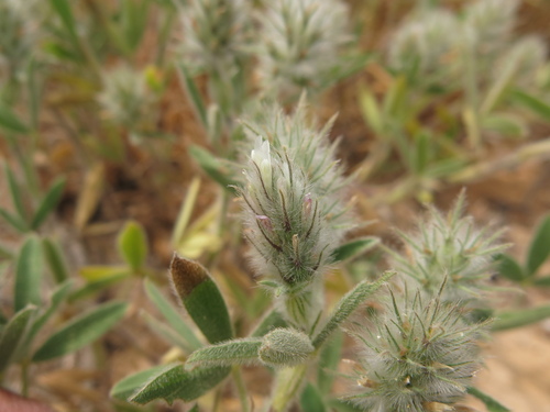 Palestine Clover (Trifolium palaestinum)