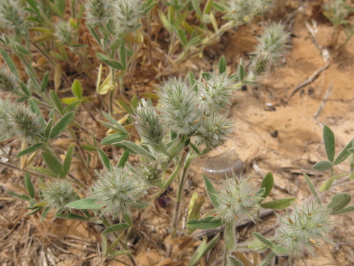 Image of Trifolium palaestinum by (c) Nachman bones, some rights reserved (CC BY)