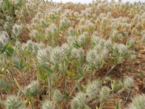 Image of Trifolium palaestinum by (c) Nachman bones, some rights reserved (CC BY)