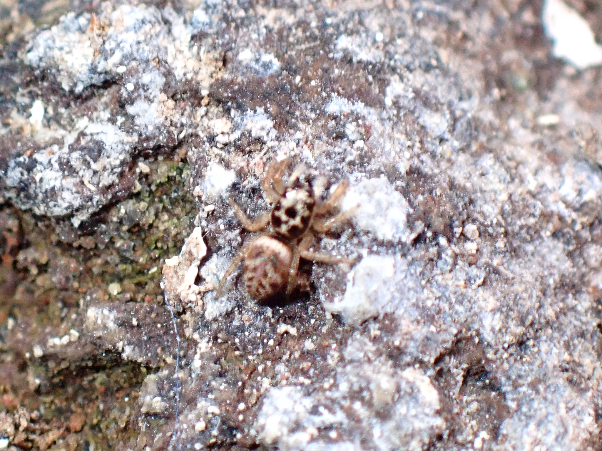Salticus gomerensis