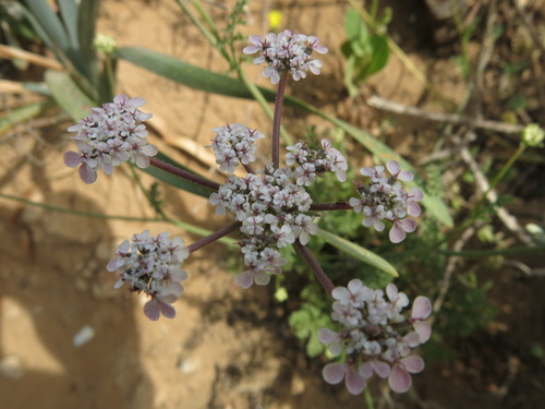 Image of Daucus glaber by (c) Nachman bones, some rights reserved (CC BY)