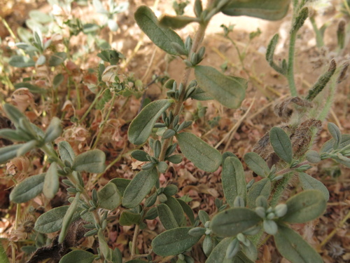 Image of Helianthemum stipulatum by (c) Nachman bones, some rights reserved (CC BY)