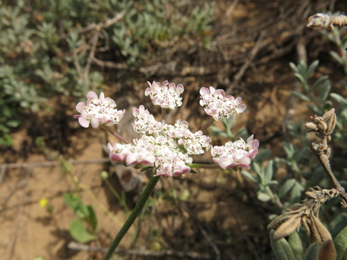 Image of Daucus glaber by (c) Nachman bones, some rights reserved (CC BY)