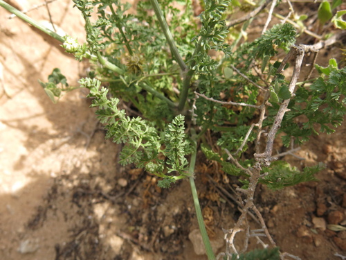 Image of Daucus glaber by (c) Nachman bones, some rights reserved (CC BY)