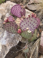 Opuntia azurea diplopurpurea