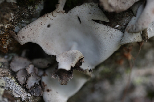 Umbilicaria grisea