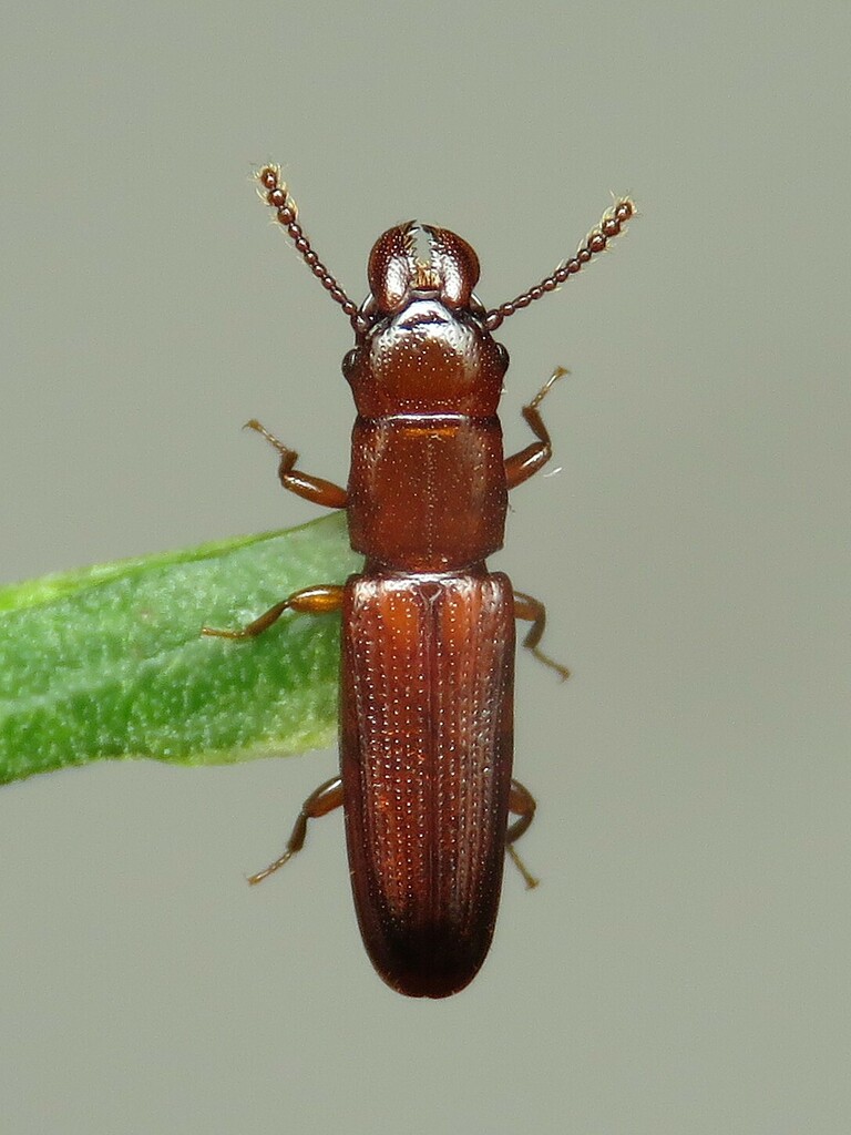 Prostomis mandibularis