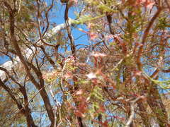 Calytrix exstipulata