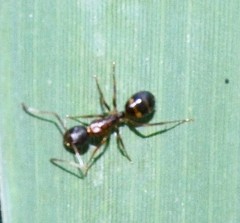 Camponotus subbarbatus