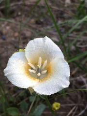 Calochortus subalpinus