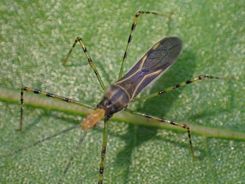Zelus araneiformis