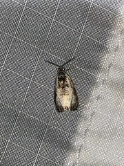 Olethreutes malana