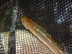 Common Galaxias photo 5