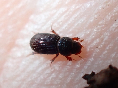 Platytomus tibialis
