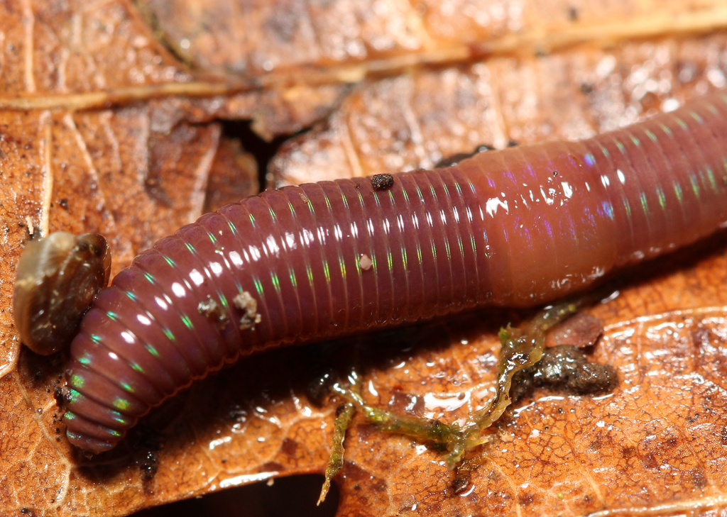 Chestnut Worm