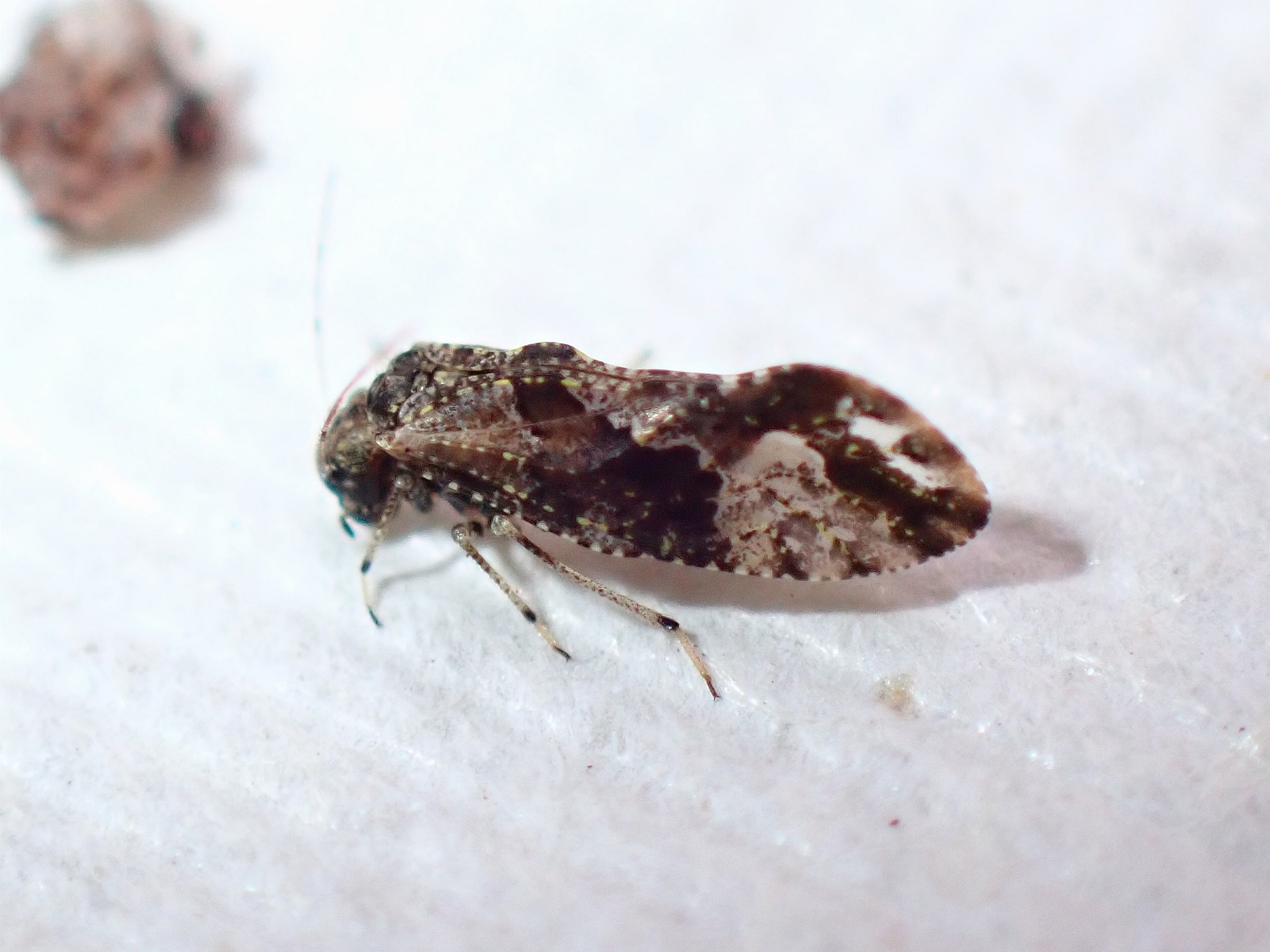Myopsocus eatoni