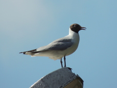 Chroicocephalus ridibundus