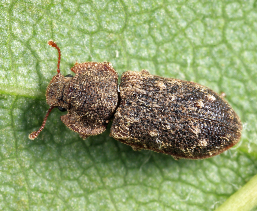 Namunaria