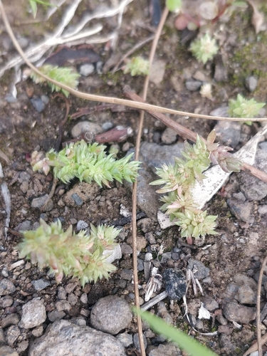Crassula campestris
