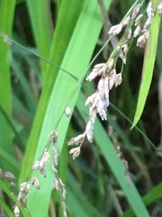 Glyceria elata