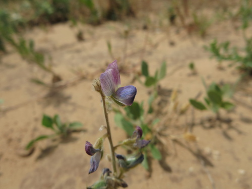 Image of Lupinus palaestinus by (c) Nachman bones, some rights reserved (CC BY)