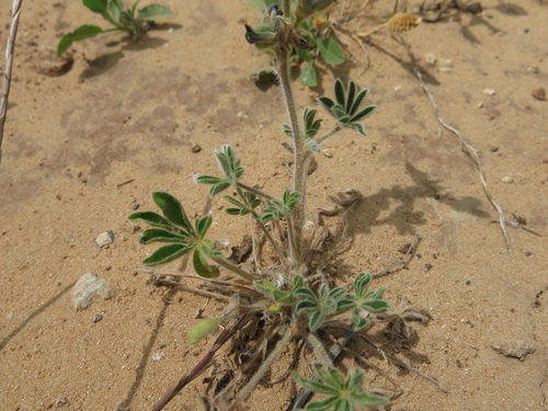 Image of Lupinus palaestinus by (c) Nachman bones, some rights reserved (CC BY)