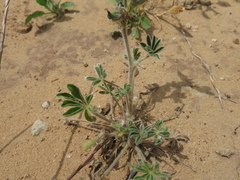 Lupinus palaestinus, photograph (c) Nachman bones, some rights reserved (CC BY)