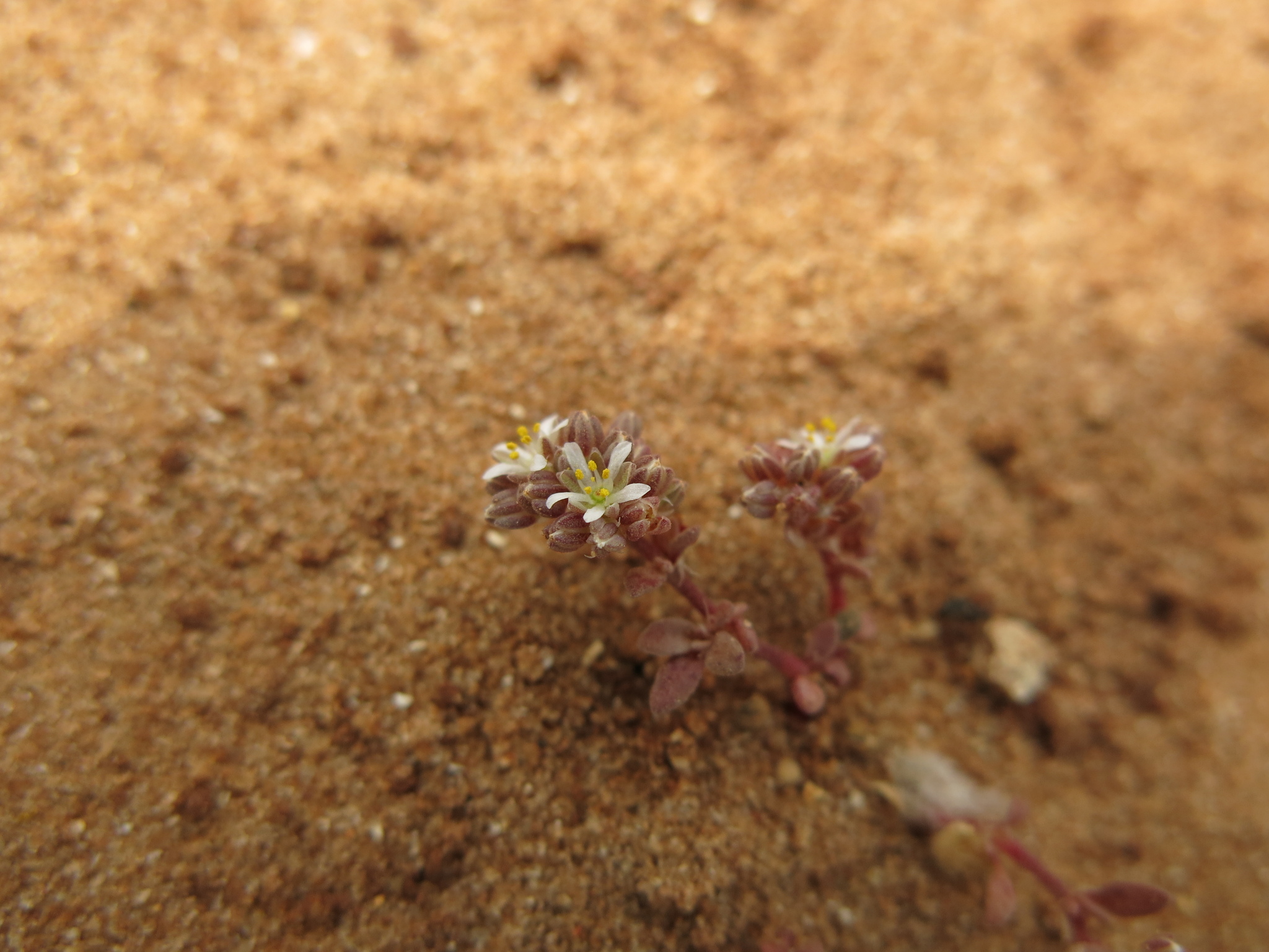 Polycarpon succulentum
