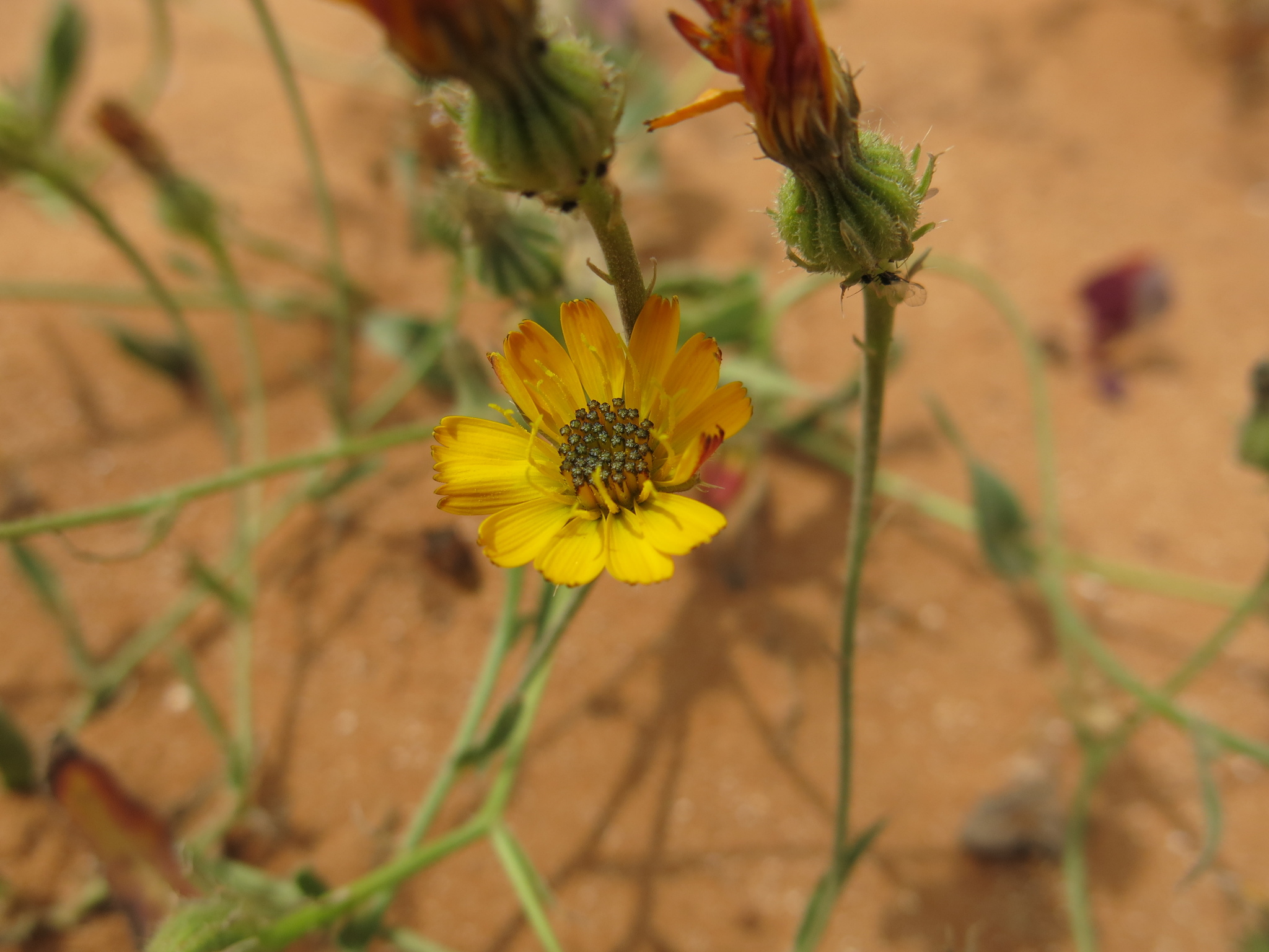 Picris amalecitana
