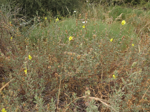 Image of Helianthemum stipulatum by (c) Nachman bones, some rights reserved (CC BY)