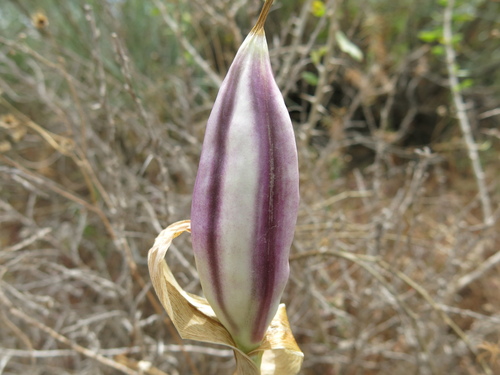 Coastal Iris (Iris atropurpurea)