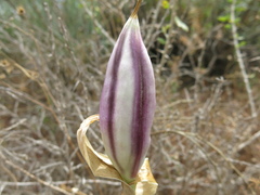 Iris atropurpurea