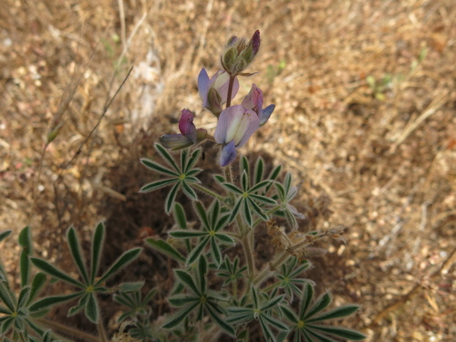 Image of Lupinus palaestinus by (c) Nachman bones, some rights reserved (CC BY)