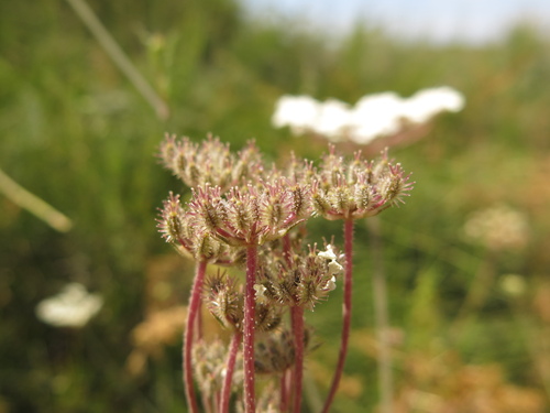 Daucus glaber (Daucus glaber)