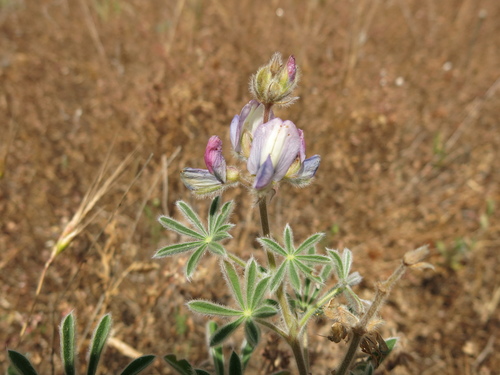 Image of Lupinus palaestinus by (c) Nachman bones, some rights reserved (CC BY)